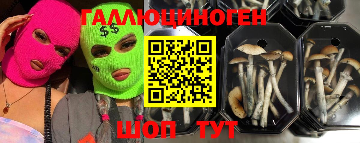 Псилоцибиновые грибы GOLDEN TEACHER  Вход с VPN  Псилоцибиновые грибы MAGIC MUSHROOMS  Тавда 